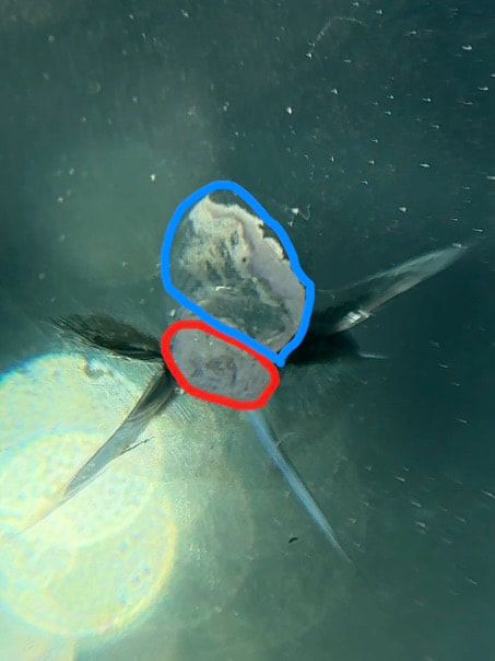 フロントガラスの表面の欠けが大きな飛び石傷