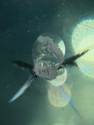 フロントガラスの表面の欠けが大きな飛び石傷