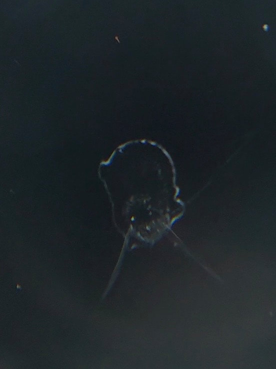 フロントガラスの表面の欠けが大きな飛び石傷